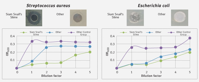 Antimicrobial property for gram-positive and negative bacterias which reveals that Antimicrobial activity of slime of the Siamese snail breed provides the best skin protection for Asians.